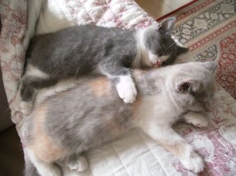 chanel en laperla[2084]